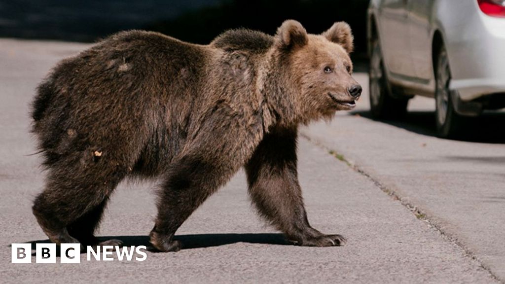 A bear mauled a Romanian teen to death. Will a cull solve the problem?