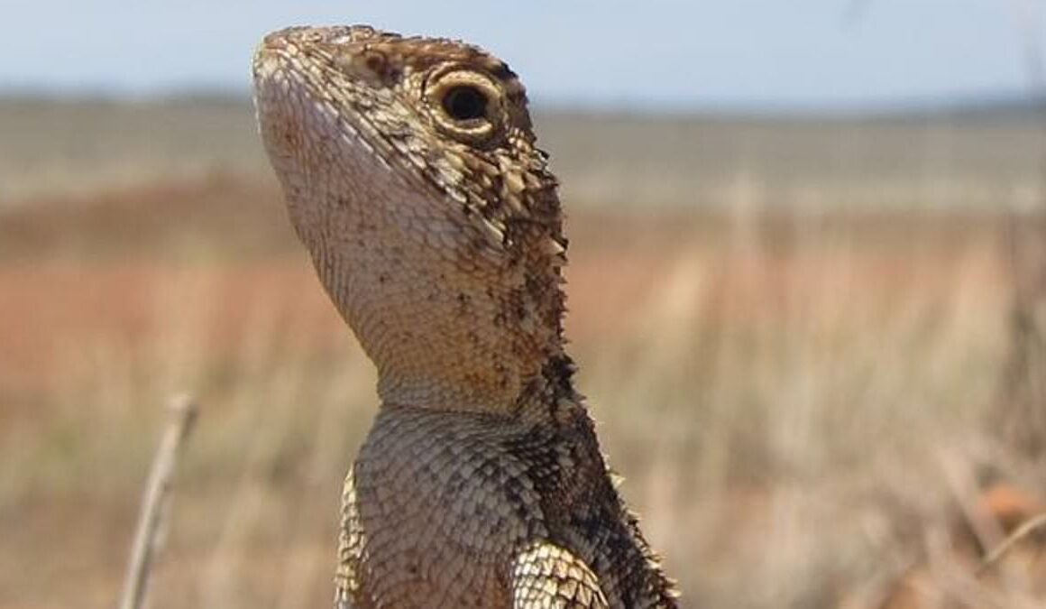 How the Victorian grassland earless dragon thought to be extinct could prevent 300,000 new homes being built and drive up house prices