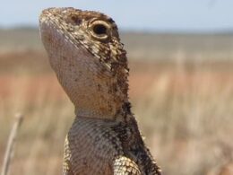 How the Victorian grassland earless dragon thought to be extinct could prevent 300,000 new homes being built and drive up house prices