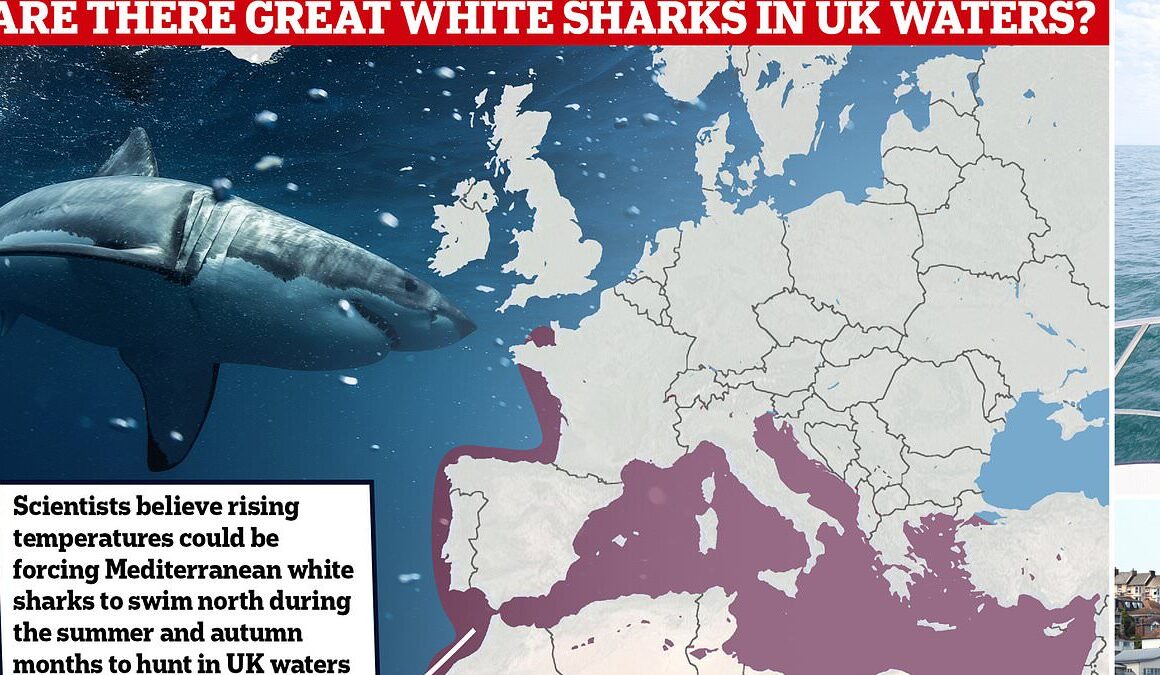 EXCLUSIVEAre Great Whites swimming near YOUR favourite beach? Experts to launch probe into whether sharks are patroling waters off the coast of Ireland