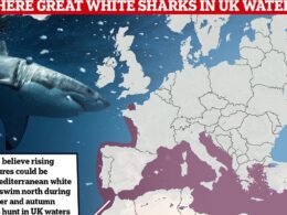 EXCLUSIVEAre Great Whites swimming near YOUR favourite beach? Experts to launch probe into whether sharks are patroling waters off the coast of Ireland