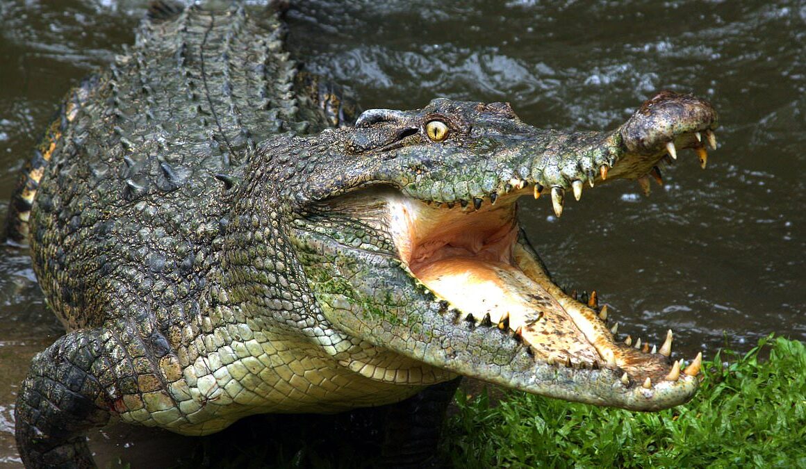 Cooktown, Queensland: Horror as man feared dead in crocodile attack in front of his children