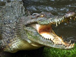 Cooktown, Queensland: Horror as man feared dead in crocodile attack in front of his children