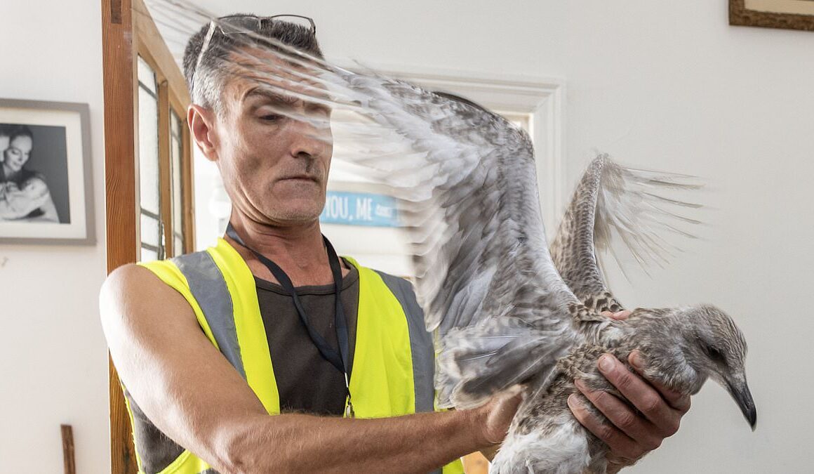 EXCLUSIVEIs THIS Britain’s most unpopular volunteer? Meet the man who rescues SEAGULLS from Brighton and lets them fly around his kitchen while feeding them Co-op ham as he tells locals if you don’t like it… move!