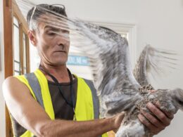 EXCLUSIVEIs THIS Britain’s most unpopular volunteer? Meet the man who rescues SEAGULLS from Brighton and lets them fly around his kitchen while feeding them Co-op ham as he tells locals if you don’t like it… move!