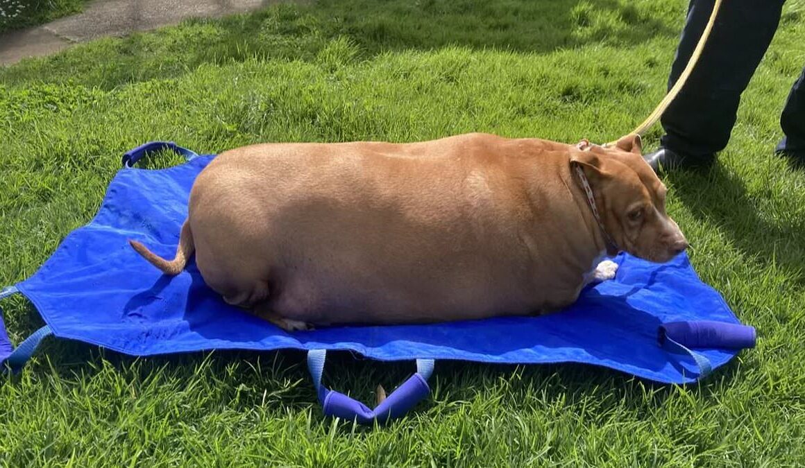 Auckland woman imprisoned for two months after failing to care for dog so obese it could not move