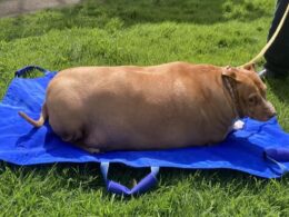 Auckland woman imprisoned for two months after failing to care for dog so obese it could not move