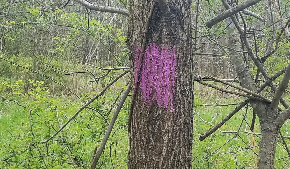 If you see purple paint while hiking in these states, run for your life