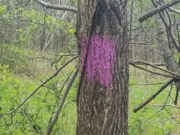 If you see purple paint while hiking in these states, run for your life