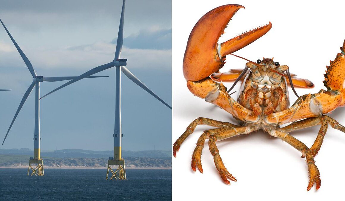 So could explosion in offshore wind farms sound death knell for Scottish seafood industry?