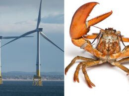 So could explosion in offshore wind farms sound death knell for Scottish seafood industry?