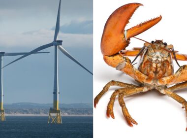 So could explosion in offshore wind farms sound death knell for Scottish seafood industry?