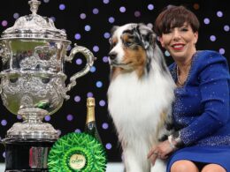 A real dog’s dinner: Crufts is plunged into crisis as a botched IT upgrade forces the Royal Kennel Club to sack staff