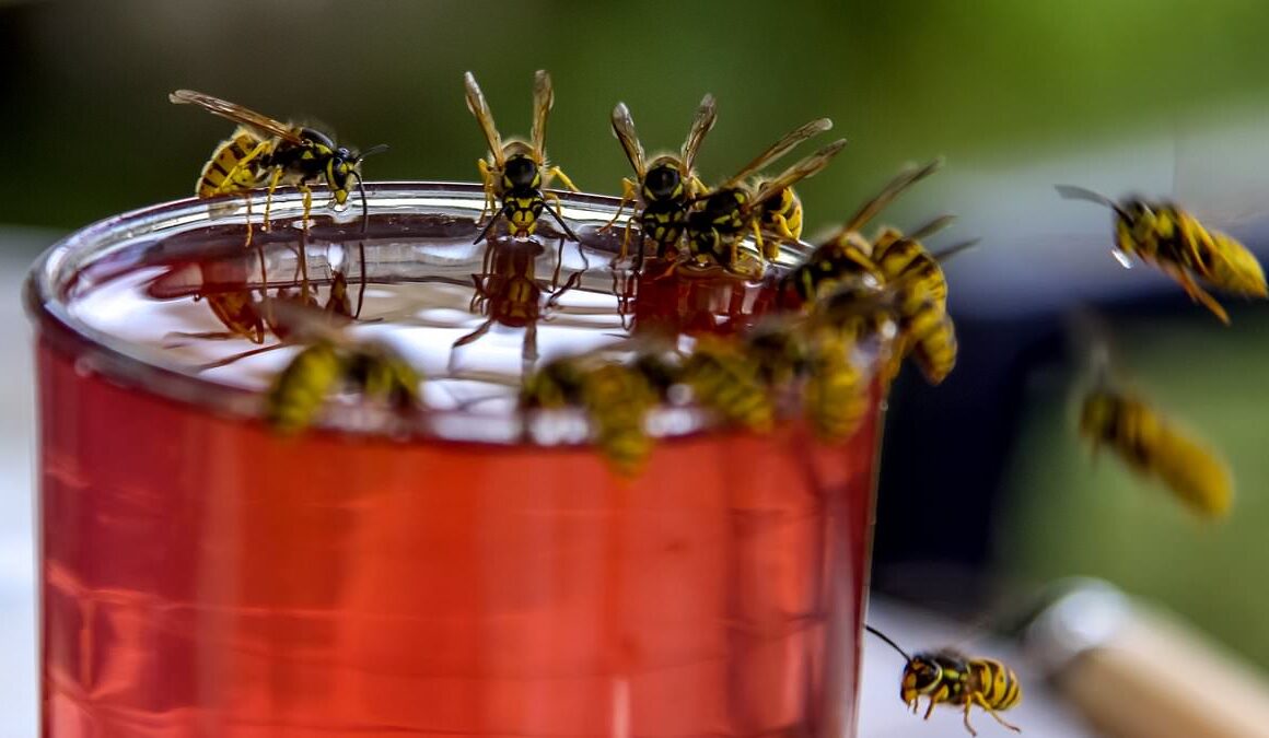 How academics are trying to save wasps after a wet summer causes number of insects to plummet