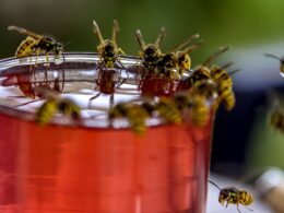 How academics are trying to save wasps after a wet summer causes number of insects to plummet