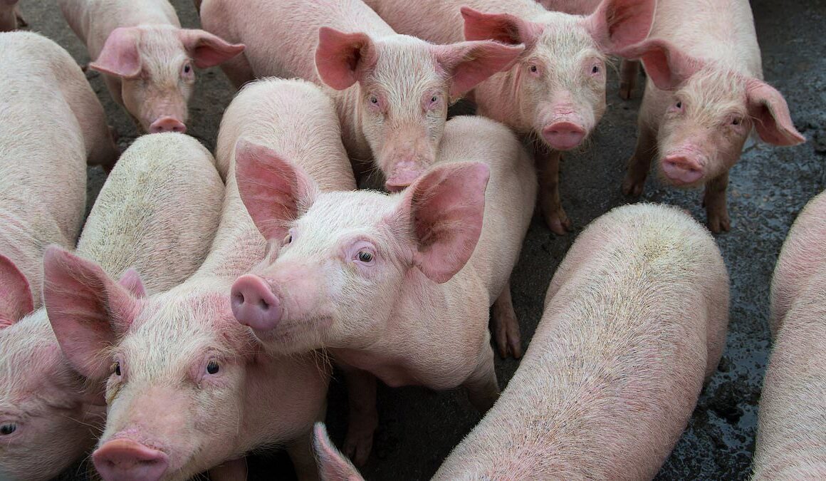 British farming under threat from deadly African swine fever heading to the UK, leaked government report fears