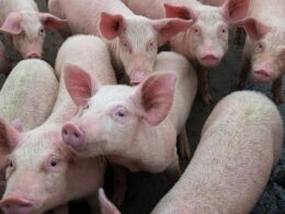 British farming under threat from deadly African swine fever heading to the UK, leaked government report fears