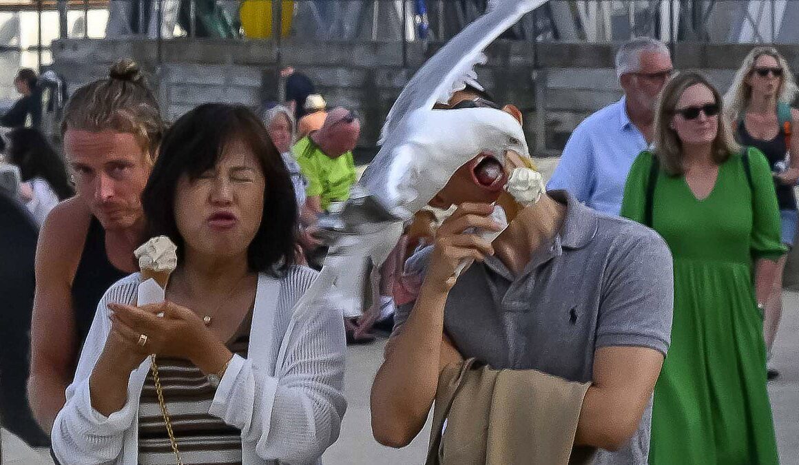 Was it a gull-ato! Now seagulls are swooping in to take bites out of tourists’ ice creams