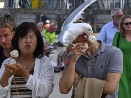 Was it a gull-ato! Now seagulls are swooping in to take bites out of tourists’ ice creams