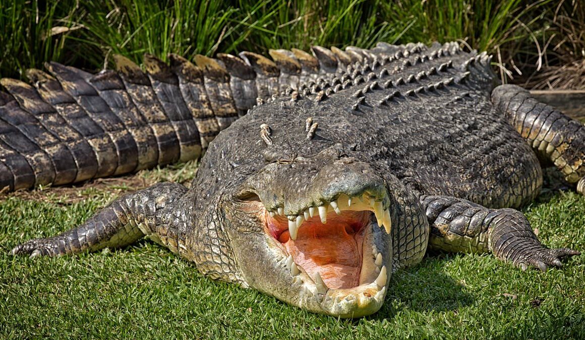 Major update amid desperate search for tourist snatched by crocodile while fishing with his family near Cooktown