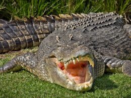 Major update amid desperate search for tourist snatched by crocodile while fishing with his family near Cooktown