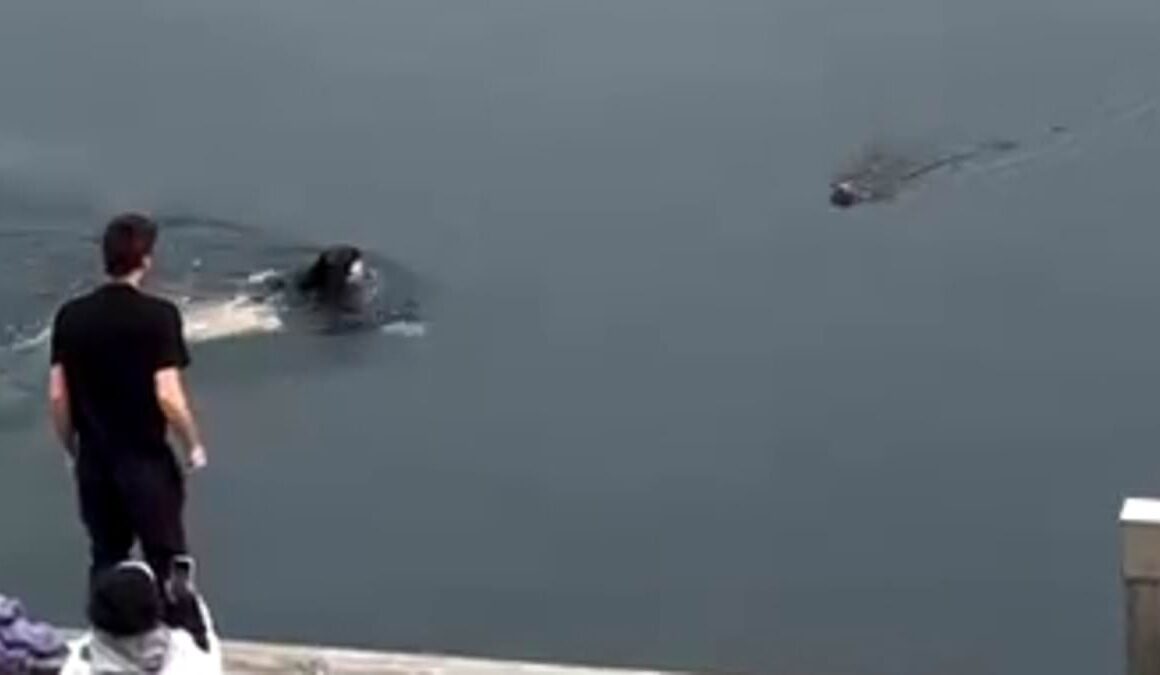 Sydney Harbour rescue: Astonishing moment woman jumps into water to rescue a dog at Woolloomooloo’s Finger Wharf