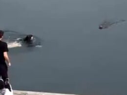 Sydney Harbour rescue: Astonishing moment woman jumps into water to rescue a dog at Woolloomooloo’s Finger Wharf