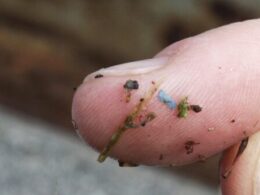 Microplastics are everywhere, but are they harming us?