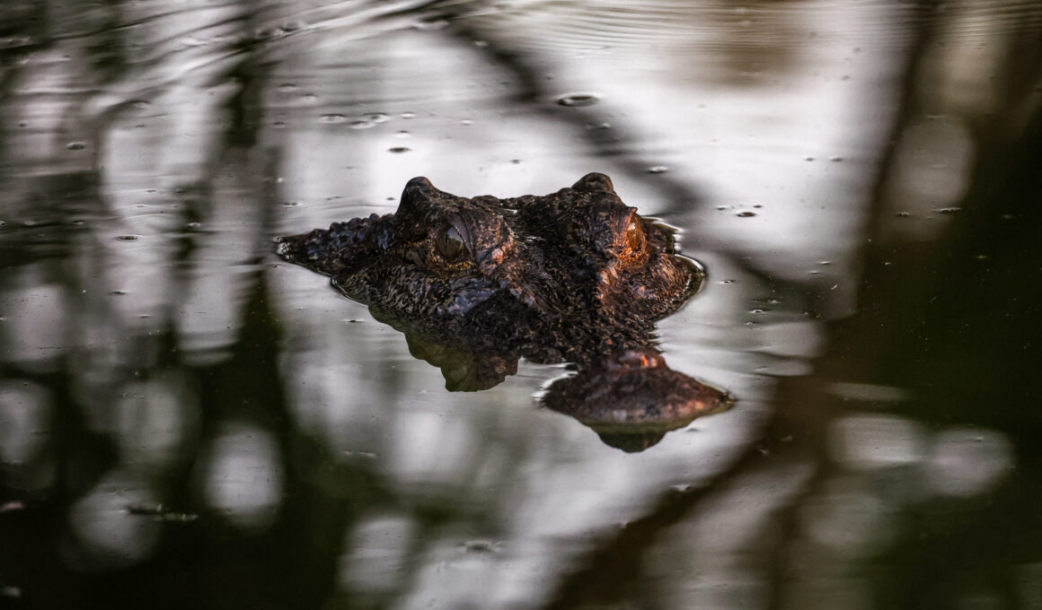 Father’s Remains Found in 16-Foot Crocodile After Fatal Attack