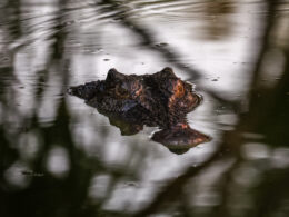 Father’s Remains Found in 16-Foot Crocodile After Fatal Attack