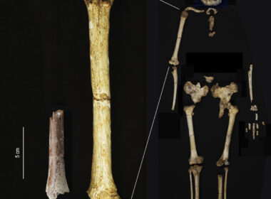 Study Sheds New Light on ‘Hobbits’ Who Lived 700,000 Years Ago