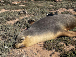 Move Over, Robots: Sea Lions With Cameras Can Map the Ocean Floor