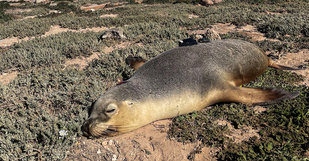 Move Over, Robots: Sea Lions With Cameras Can Map the Ocean Floor