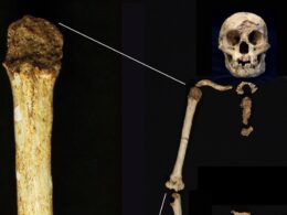 Fossils suggest early human ‘hobbits’ had ancestors who were even smaller