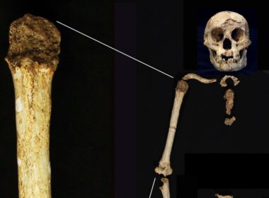 Fossils suggest early human ‘hobbits’ had ancestors who were even smaller