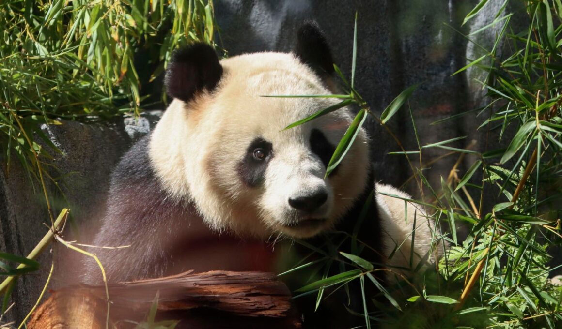 Pandas Debut At San Diego Zoo As ‘Panda Diplomacy’ Resumes (Photos)