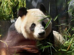 Pandas Debut At San Diego Zoo As ‘Panda Diplomacy’ Resumes (Photos)