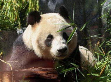 Pandas Debut At San Diego Zoo As ‘Panda Diplomacy’ Resumes (Photos)