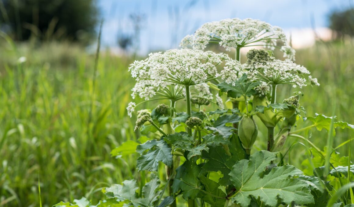 The Dangerous Plant That Might Be Lurking in Your Backyard—and How To Avoid Blistering and Burning