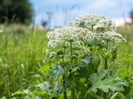 The Dangerous Plant That Might Be Lurking in Your Backyard—and How To Avoid Blistering and Burning