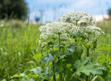 The Dangerous Plant That Might Be Lurking in Your Backyard—and How To Avoid Blistering and Burning