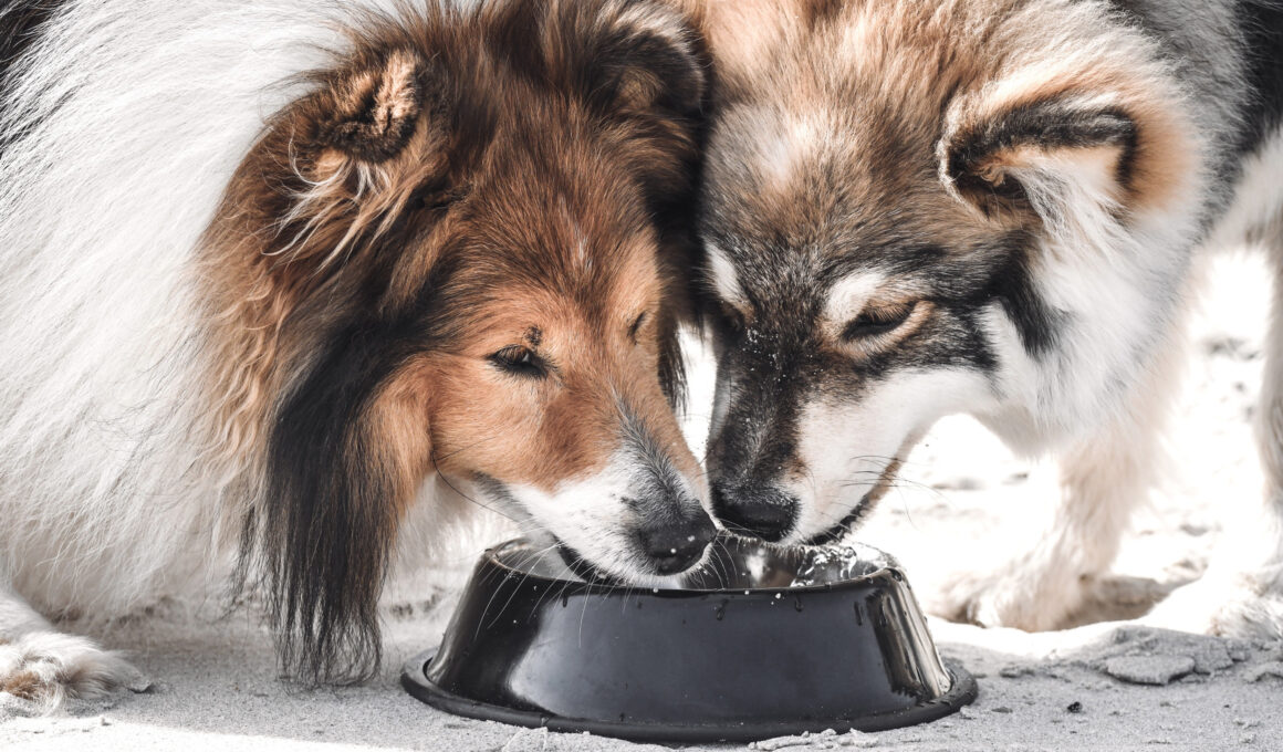 Dog Owners Warned Against Using Public Water Bowls