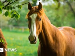 Horses can plan and strategise, new study shows