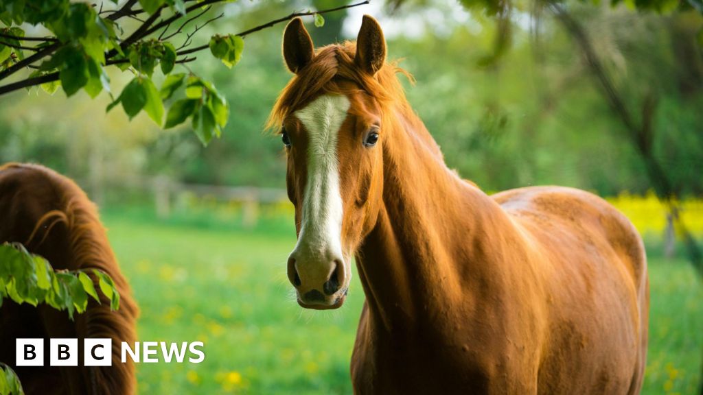 Horses can plan and strategise, new study shows