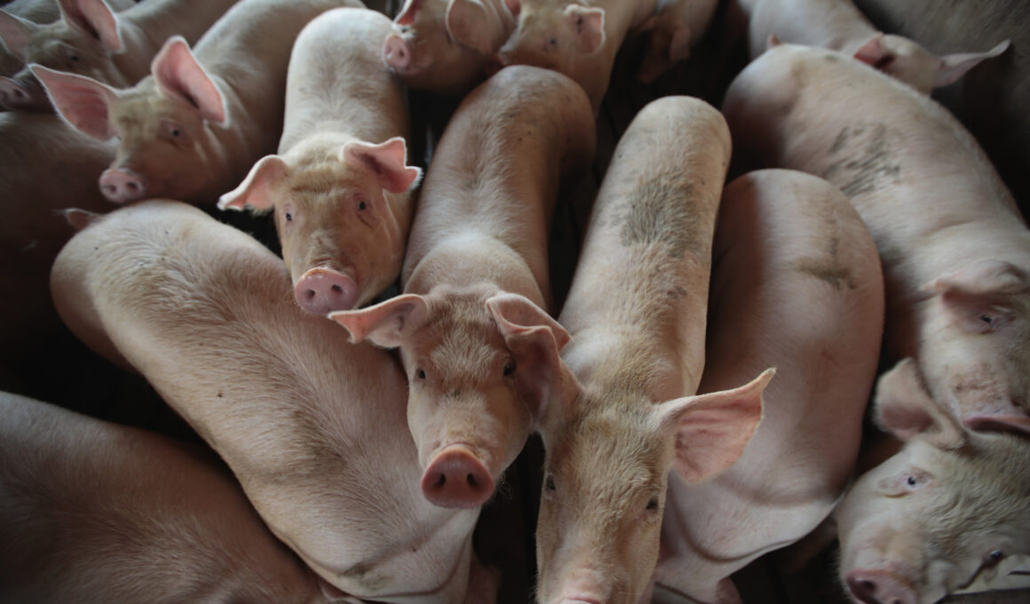 Pig-to-Human Transplant Center to Be Built in Minnesota