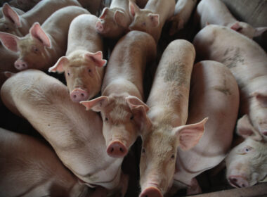 Pig-to-Human Transplant Center to Be Built in Minnesota