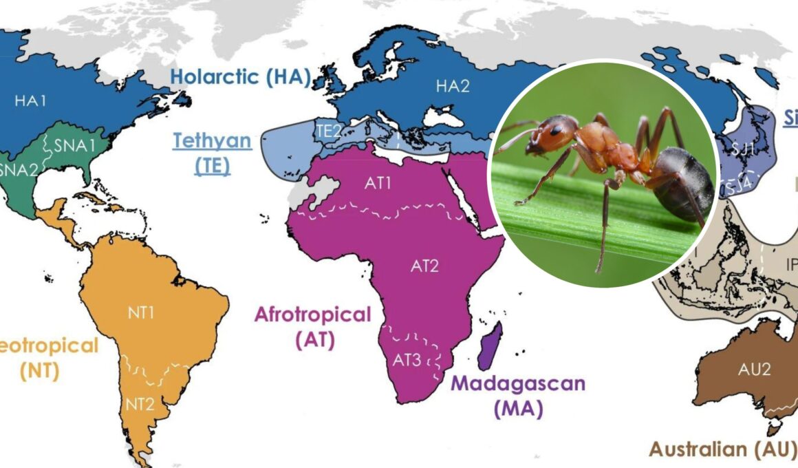 Map Reveals Ants’ Nine Global ‘Realms’