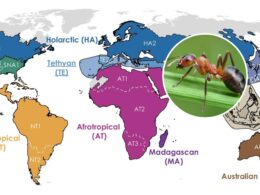 Map Reveals Ants’ Nine Global ‘Realms’