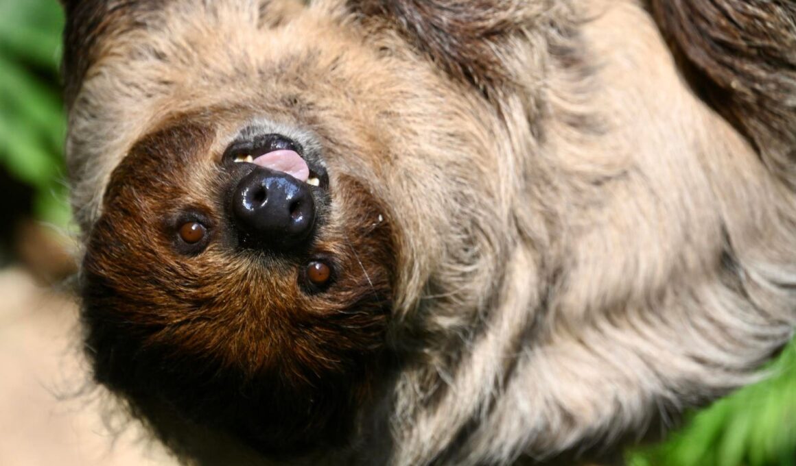 Sloth Fever: What To Know About Potentially Dangerous Oropouche Virus After First Deaths