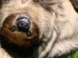 Sloth Fever: What To Know About Potentially Dangerous Oropouche Virus After First Deaths